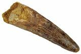 Fossil Spinosaurus Tooth - Real Dinosaur Tooth #346812-1